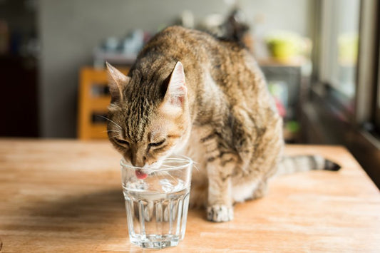 A cat drinking from a glass