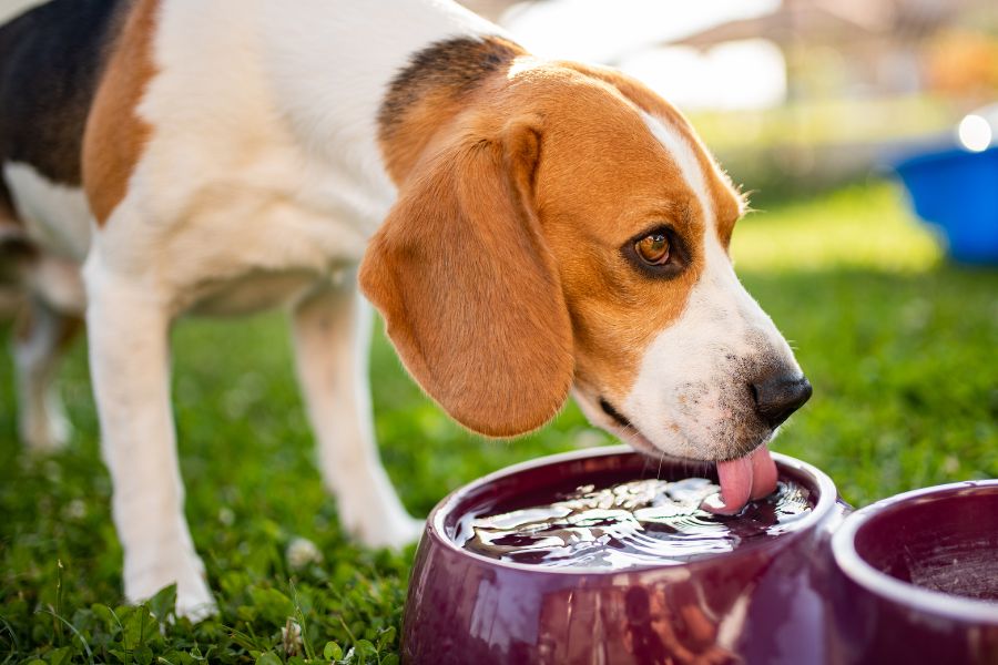 A dog drinking from a bowl