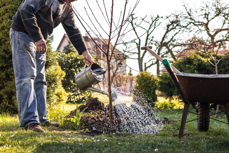 A person watering a tree